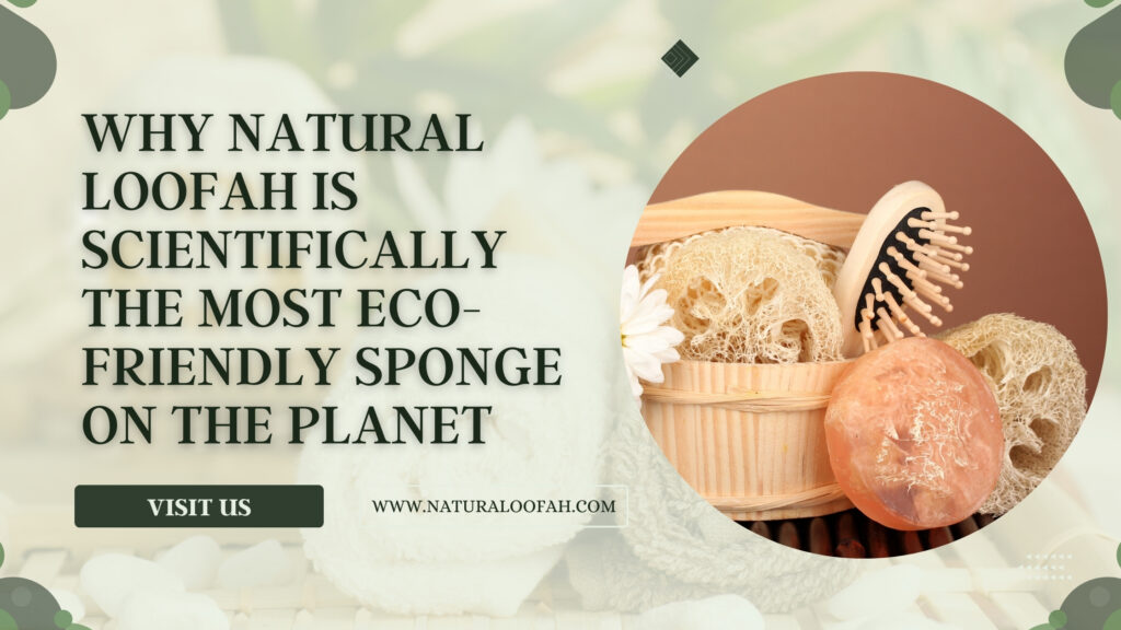 Most Eco-Friendly Sponge Natural Loofah Green Guide 2026 Naturaloofah