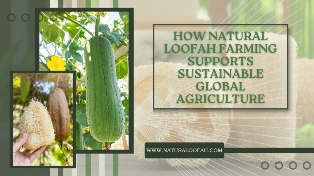 Natural Loofah Sustainable Agriculture 2026 Naturaloofah